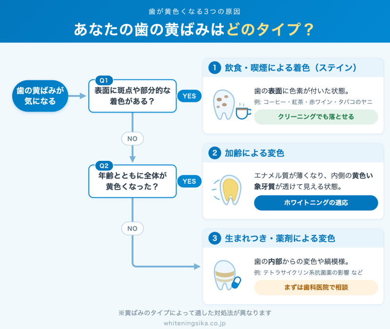 歯の黄ばみタイプ簡易診断チャート（表面に斑点や部分的な着色→飲食・喫煙によるステインでクリーニングでも落とせる／年齢とともに全体が黄色く→加齢による変色でホワイトニングの適応／どちらでもない→生まれつき・薬剤による変色でまずは歯科医院で相談）